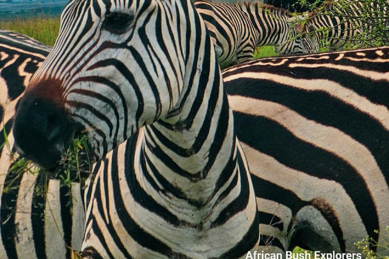 NAIROBI NATIONAAL PARK MIDDAG GAMEDRIVE.