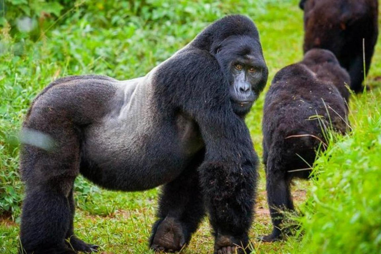 1 Day gorilla trekking safari tour, volcanoes national park.