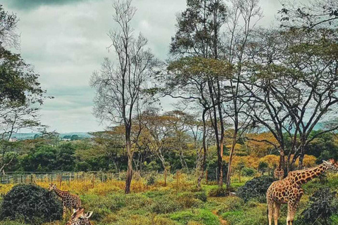 2-stündige private Tour im Giraffe Centre in Nairobi