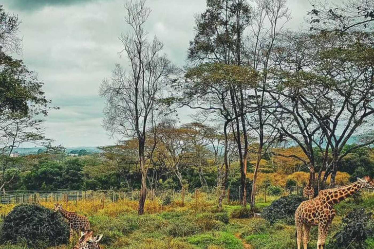 2-stündige private Tour im Giraffe Centre in Nairobi