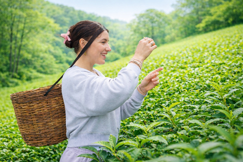 Nuwara Eliya Tea Plantation/Factory Tour/Tasting & Waterfall Nuwara Eliya: Tea Heritage, Tasting & Waterfalls (Car)