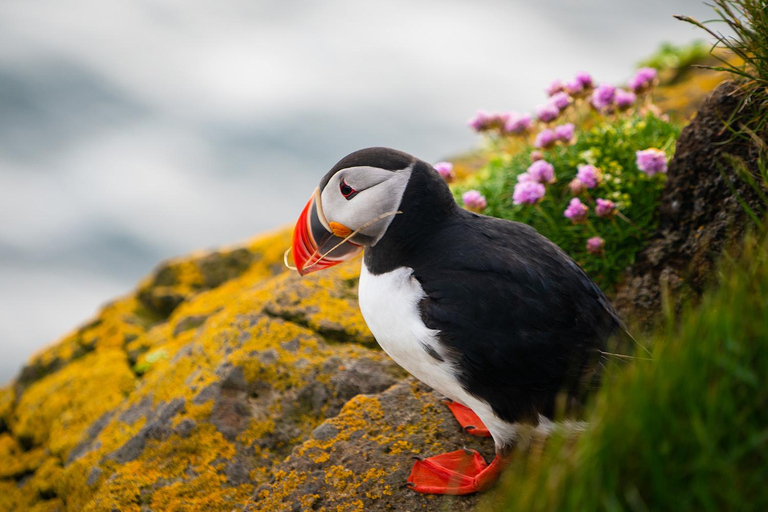 De Reykjavik: Excursão de Puffin e Vulcão nas Ilhas Westman