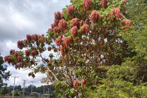 from Addis Ababa, wonchi Lake Suba Hills & Hot Springs