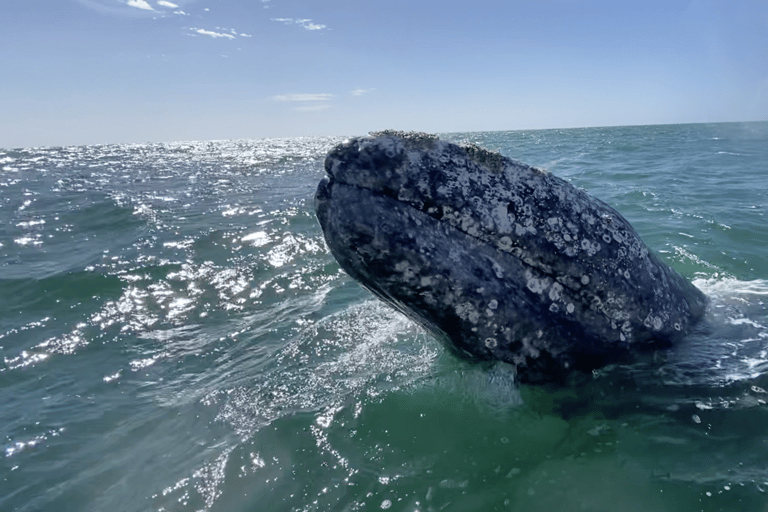 Whale Watching in La Paz – Gray Whale Encounter