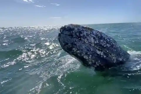 Tour de observação de baleias em La Paz