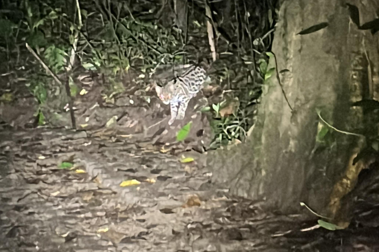 Monteverde: Night Walk at the Monteverde Wildlife Refuge