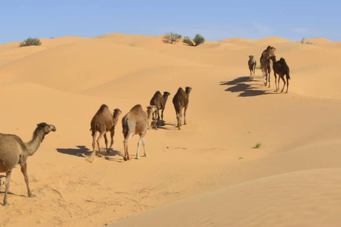 Full Day From Djerba: Ksar Ghilane Oasis & Star Wars Site by JEEP Day Trip from Djerba: Ksar Ghilane Oasis & Star Wars Site by JEEP