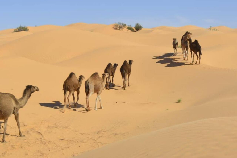 Full Day From Djerba: Ksar Ghilane Oasis & Star Wars Site by JEEP Day Trip from Djerba: Ksar Ghilane Oasis & Star Wars Site by JEEP