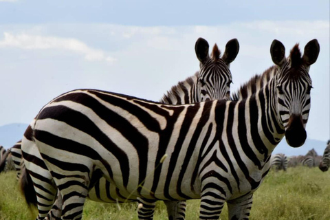 Explore Arusha National Park in Day Tour