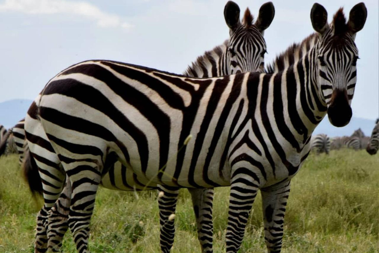 Explore Arusha National Park in Day Tour