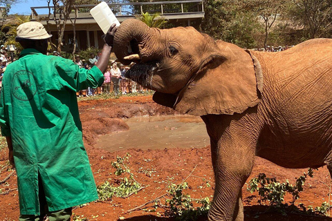 Nairobi nationalpark, elefant- och Bomas of Kenya-äventyr