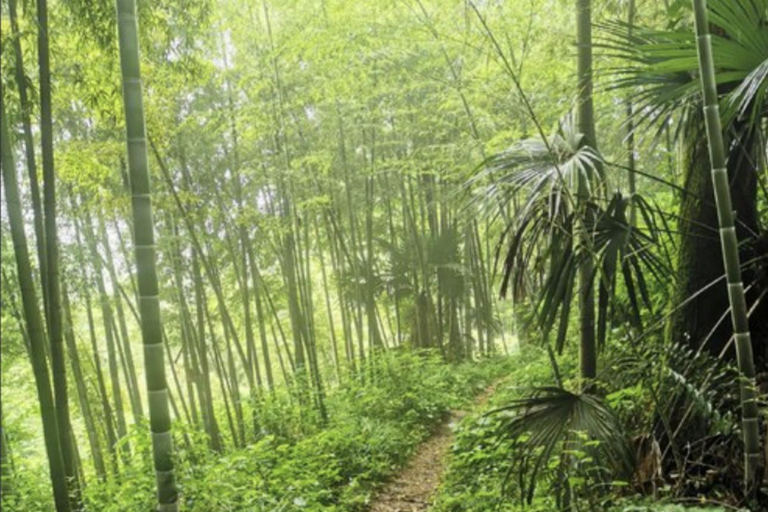 Shanghai: Moganshan Bamboo Hike with 1920s Villas private tour option