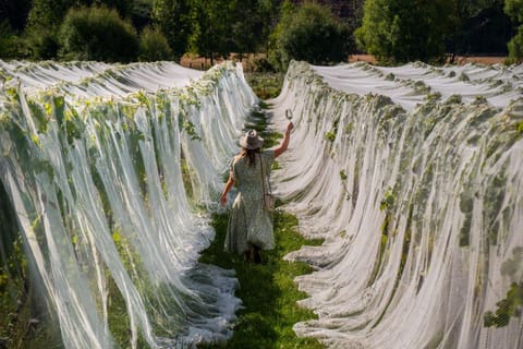 Nelson: Wine Tour with Tastings and Lunch - Image 2