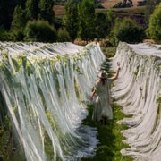 Nelson: Wine Tour with Tastings and Lunch