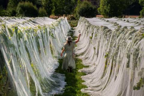 Nelson: Wine Tour with Tastings and Lunch - Image 3