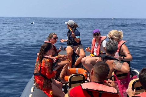 De Portimão : Observation des dauphins et du littoral de Lagos avec un biologiste