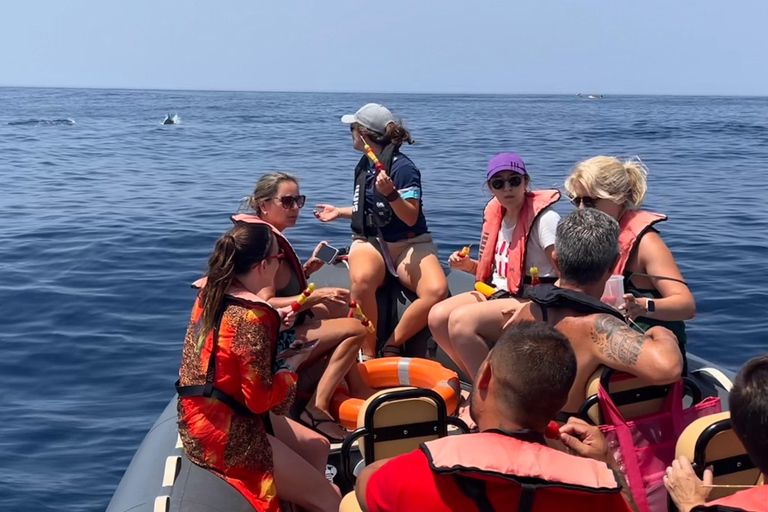 De Portimão : Observation des dauphins et du littoral de Lagos avec un biologiste