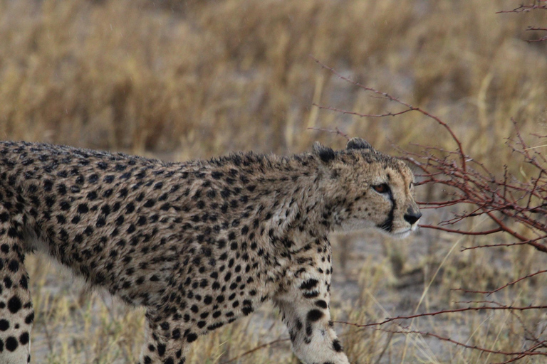 From Namibia to Botswana and Vic Falls: 15 Days Guided Lodge