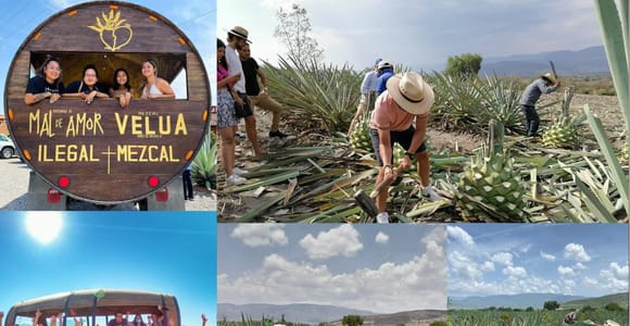 Mezcal Oaxaca: Tour, Gastronomy and Mezcal Tasting
