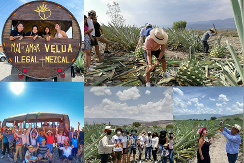 Mezcal Oaxaca: Tour, Gastronomía y Cata de MezcalMEZCAL OAXACA: VISITA, GASTRONOMÍA Y CATA DE MEZCAL