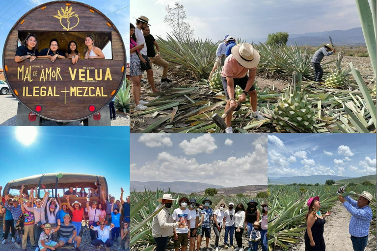 Mezcal Oaxaca : Visite, gastronomie et dégustation de mezcalMEZCAL OAXACA : VISITE, GASTRONOMIE ET DEGUSTATION DE MEZCAL