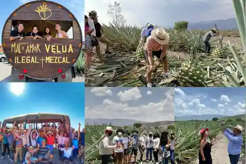 Mezcal Oaxaca: Tour, Gastronomy and Mezcal Tasting