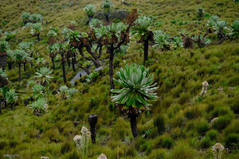Aberdare National Park: Mount Satima Overnight Hike