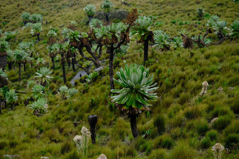 Aberdare National Park: Mount Satima Overnight Hike