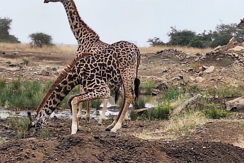 Visite à pied de Nairobi, visite du centre des girafes.Excursion d'une journée à Nairobi Safari Walk Giraffe Center.