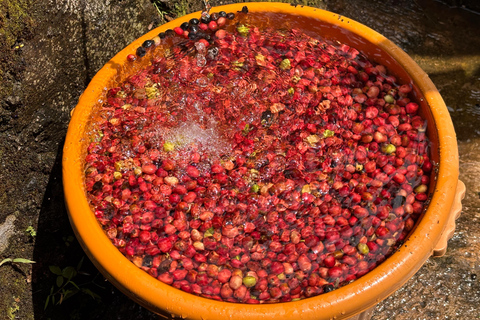 يوغياكارتا: جولة شاملة مع مرشد سير في تراس الأرزيوجياكارتا: جولة شاملة على مدرجات الأرز مع مرشد