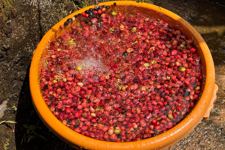 يوغياكارتا: جولة شاملة مع مرشد سير في تراس الأرزيوجياكارتا: جولة شاملة على مدرجات الأرز مع مرشد