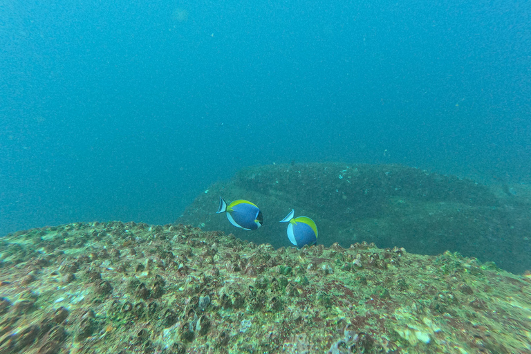Mirissa: Scuba Diving Experience & Refreshments for Beginner