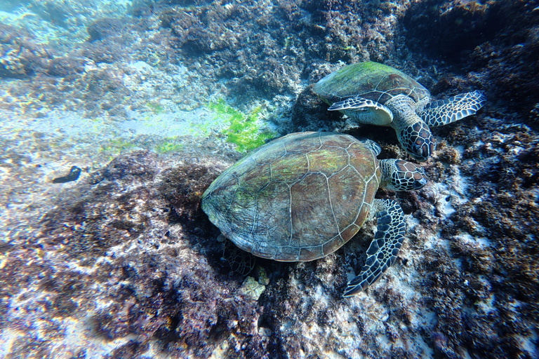 Muscat: Dolphin Watching and Snorkeling Boat Trip with Lunch Afternoon: Ocean Wildlife & Island Exploration Adventure