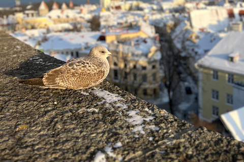 Tallinn: Old Town Walking Tour with Guide