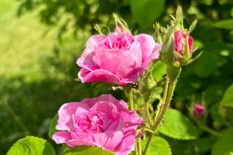 Sofia:The Highlights of Bulgaria - Rose Valley and Buzludzha