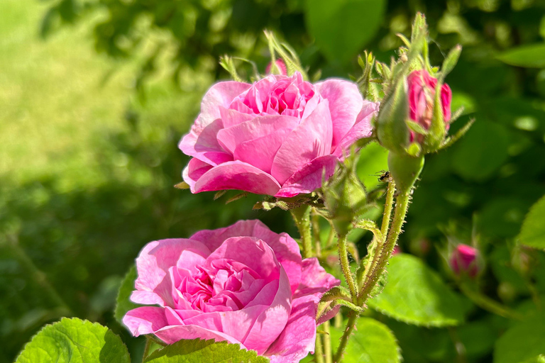 Sofia:The Highlights of Bulgaria - Rose Valley and Buzludzha