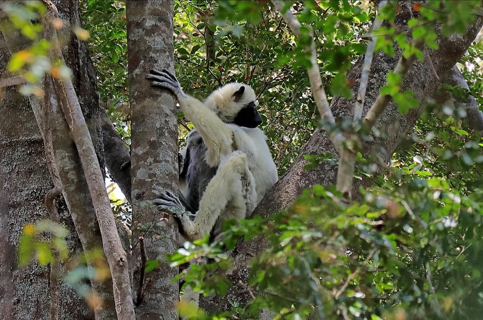 From Antananarivo 8 days Menabe tour to Morondava Tsingy