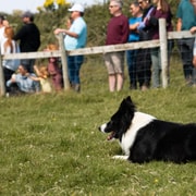 Dingle: Private Sheepdog Show, Beehive Huts & Petting Farm