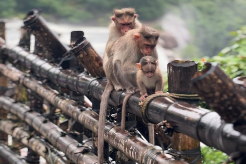 Vanuit Kochi: Athirappilly Watervallen Dagtrip met Transfers