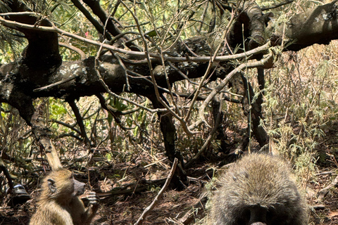 Addis Ababa: Mount Entoto Hike, Injera & Hyena Experience