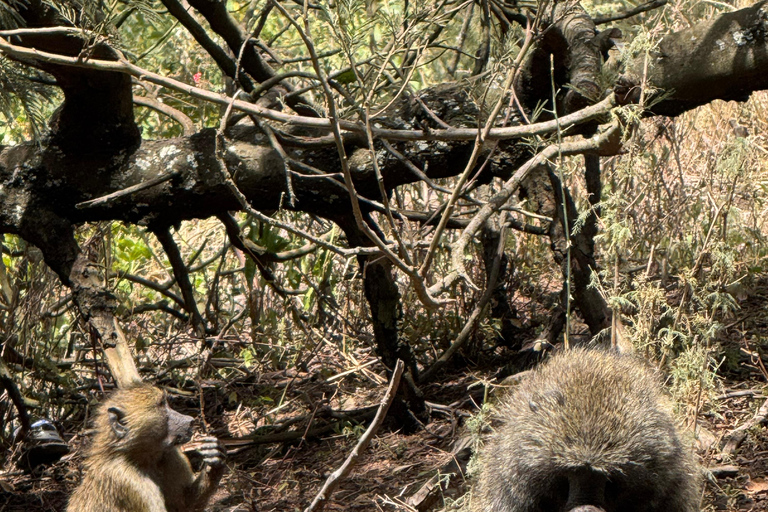 Addis Ababa: Mount Entoto Hike, Injera & Hyena Experience