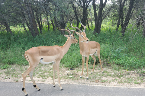 From Maputo: Kruger Park Safari & Elephant Interaction Tour