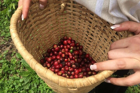 Koffietour vanuit Medellin met lunch en koffieproeverij