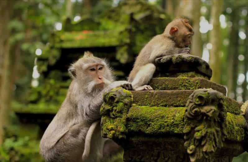 Bali : Balançoire de Bali, forêt de singes, rizière, cascade | GetYourGuide