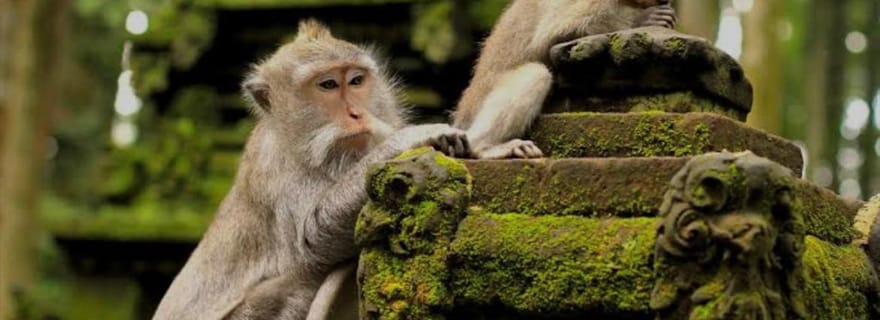 Bali : forêt de singes, rizières en terrasse, temple de l'eau, cascade