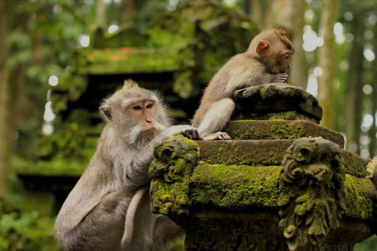 Bali: Bali Swing, Monkey Forest, Rice Terrace, Waterfall Private tour without entry ticket