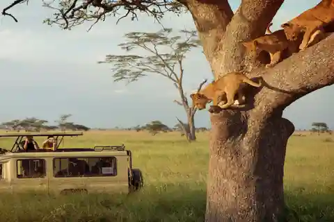 Safari de 7 días a los Cinco Grandes en Tarangire, Serengeti y Ngorongoro