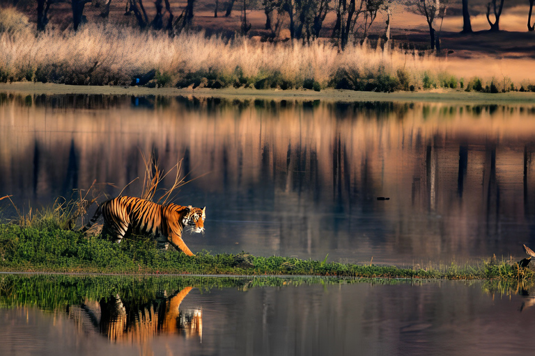 Z Jaipur: 2 dni Ranthambore Tiger Safari Tour samochodemTylko prywatny transport AC i przewodnik turystyczny