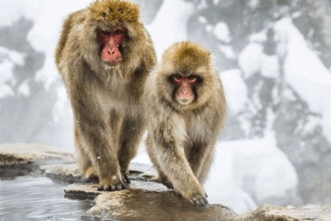 From Tokyo: Nagano Private Day Trip with Zenko-ji Temple