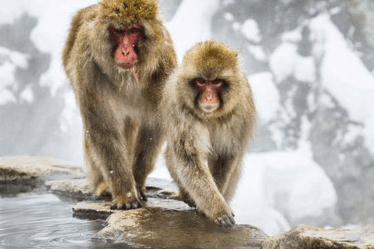 From Tokyo: Nagano Private Day Trip with Zenko-ji Temple